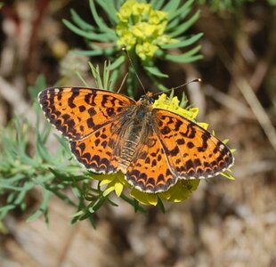 Nymphalidae-Nymphalinae-Melitaeini-Melitaea didyma, Gagnières, DSC_0303