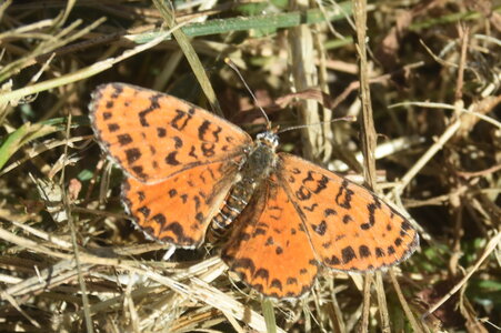 Nymphalidae-Nymphalinae-Melitaeini-Melitaea didyma, Gagnières, DSC_0307  2 