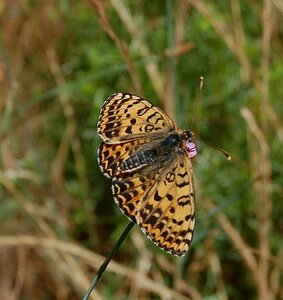 Nymphalidae-Nymphalinae-Melitaeini-Melitaea didyma, Gagnières, DSC_0307