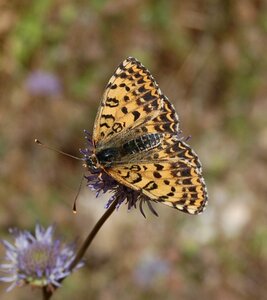 Nymphalidae-Nymphalinae-Melitaeini-Melitaea didyma, Gagnières, DSC_0310