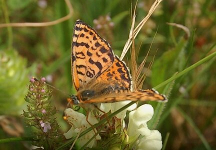 Nymphalidae-Nymphalinae-Melitaeini-Melitaea didyma, Gagnières, DSC_0337A