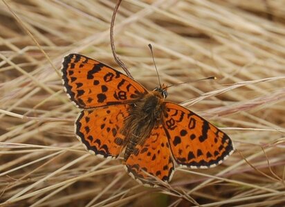 Nymphalidae-Nymphalinae-Melitaeini-Melitaea didyma, Gagnières, DSC_0346A
