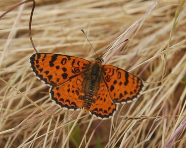 Nymphalidae-Nymphalinae-Melitaeini-Melitaea didyma, Gagnières, DSC_0350A
