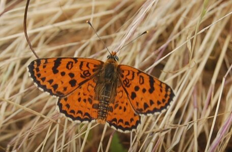 Nymphalidae-Nymphalinae-Melitaeini-Melitaea didyma, Gagnières, DSC_0354A