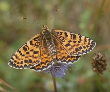 Nymphalidae-Nymphalinae-Melitaeini-Melitaea didyma, Gagnières, DSC_0367A