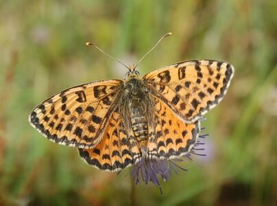 Nymphalidae-Nymphalinae-Melitaeini-Melitaea didyma, Gagnières, DSC_0372A