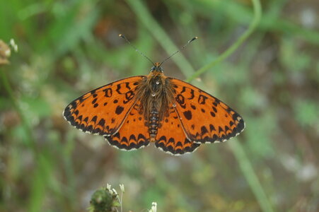 Nymphalidae-Nymphalinae-Melitaeini-Melitaea didyma, Gagnières, DSC_0389