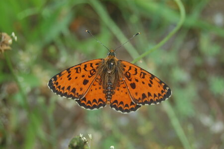 Nymphalidae-Nymphalinae-Melitaeini-Melitaea didyma, Gagnières, DSC_0390