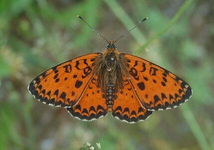 Nymphalidae-Nymphalinae-Melitaeini-Melitaea didyma, Gagnières, DSC_0391