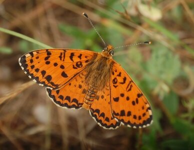 Nymphalidae-Nymphalinae-Melitaeini-Melitaea didyma, Gagnières, DSC_0411A