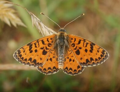 Nymphalidae-Nymphalinae-Melitaeini-Melitaea didyma, Gagnières, DSC_0414A