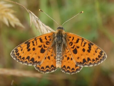 Nymphalidae-Nymphalinae-Melitaeini-Melitaea didyma, Gagnières, DSC_0419A
