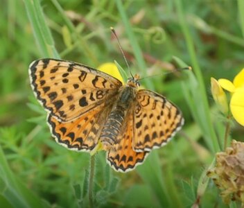 Nymphalidae-Nymphalinae-Melitaeini-Melitaea didyma, Gagnières, DSC_0437A