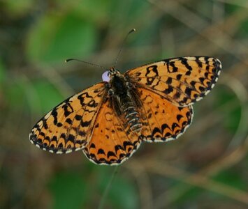 Nymphalidae-Nymphalinae-Melitaeini-Melitaea didyma, Gagnières, DSC_0443