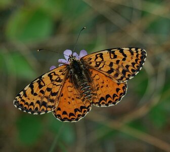 Nymphalidae-Nymphalinae-Melitaeini-Melitaea didyma, Gagnières, DSC_0444
