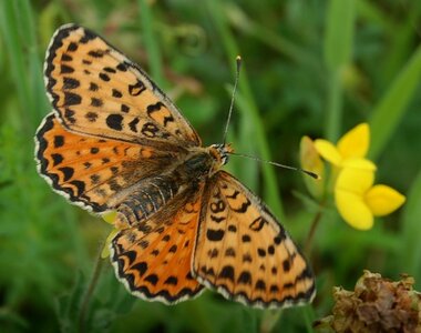 Nymphalidae-Nymphalinae-Melitaeini-Melitaea didyma, Gagnières, DSC_0445A