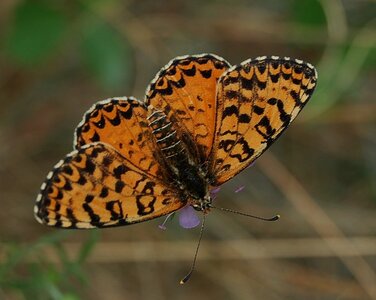 Nymphalidae-Nymphalinae-Melitaeini-Melitaea didyma, Gagnières, DSC_0450