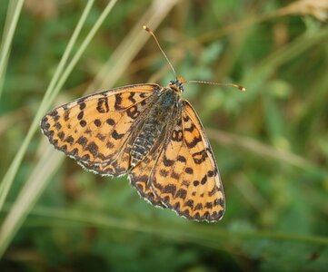 Nymphalidae-Nymphalinae-Melitaeini-Melitaea didyma, Gagnières, DSC_0453A