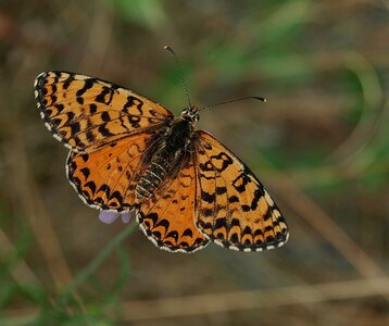 Nymphalidae-Nymphalinae-Melitaeini-Melitaea didyma, Gagnières, DSC_0456