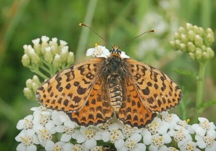 Nymphalidae-Nymphalinae-Melitaeini-Melitaea didyma, Gagnières, DSC_0465A
