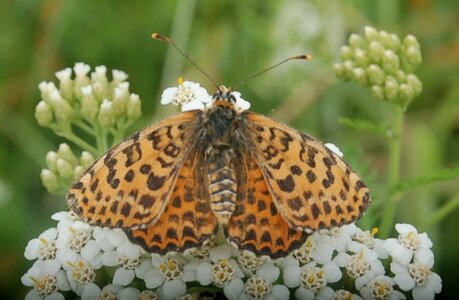 Nymphalidae-Nymphalinae-Melitaeini-Melitaea didyma, Gagnières, DSC_0466A