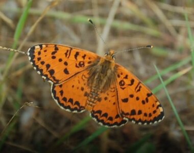 Nymphalidae-Nymphalinae-Melitaeini-Melitaea didyma, Gagnières, DSC_0467A