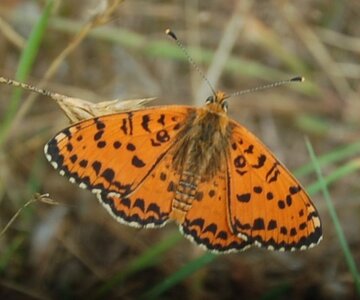 Nymphalidae-Nymphalinae-Melitaeini-Melitaea didyma, Gagnières, DSC_0470A