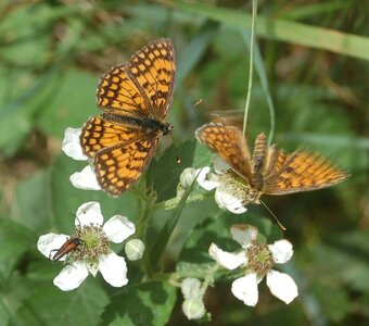 Nymphalidae-Nymphalinae-Melitaeini-Melitaea didyma, Gagnières, DSC_0505A