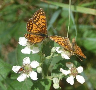 Nymphalidae-Nymphalinae-Melitaeini-Melitaea didyma, Gagnières, DSC_0507A