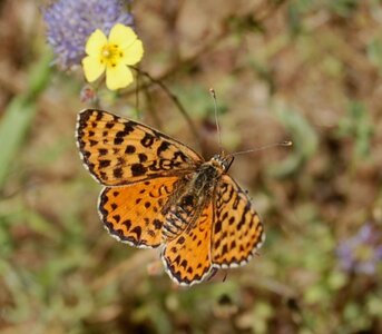 Nymphalidae-Nymphalinae-Melitaeini-Melitaea didyma, Gagnières, DSC_0510