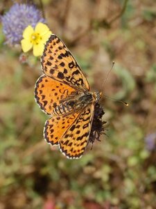Nymphalidae-Nymphalinae-Melitaeini-Melitaea didyma, Gagnières, DSC_0511