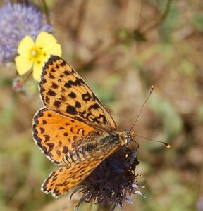 Nymphalidae-Nymphalinae-Melitaeini-Melitaea didyma, Gagnières, DSC_0512