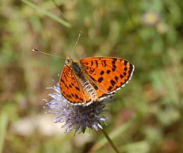 Nymphalidae-Nymphalinae-Melitaeini-Melitaea didyma, Gagnières, DSC_0559
