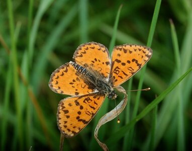 Nymphalidae-Nymphalinae-Melitaeini-Melitaea didyma, Gagnières, DSC_0598A