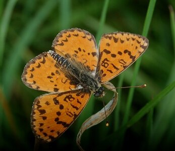 Nymphalidae-Nymphalinae-Melitaeini-Melitaea didyma, Gagnières, DSC_0601A