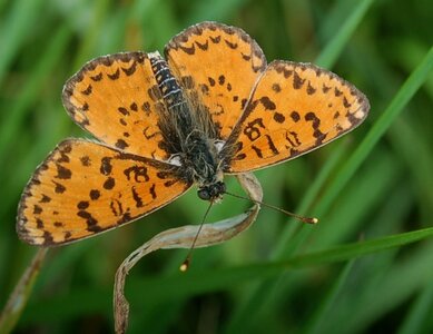 Nymphalidae-Nymphalinae-Melitaeini-Melitaea didyma, Gagnières, DSC_0605A