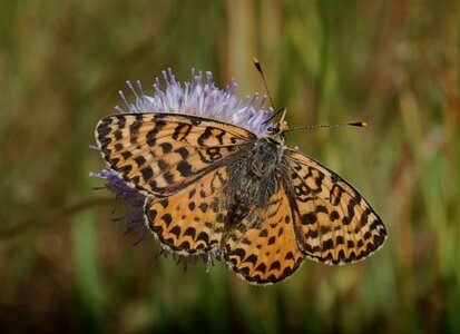 Nymphalidae-Nymphalinae-Melitaeini-Melitaea didyma, Gagnières, DSC_0628A
