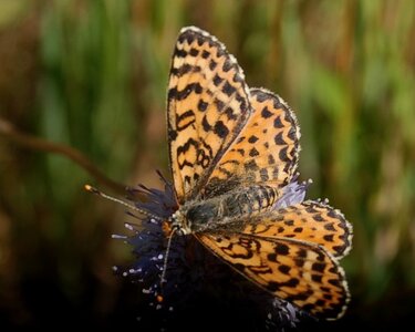 Nymphalidae-Nymphalinae-Melitaeini-Melitaea didyma, Gagnières, DSC_0631A