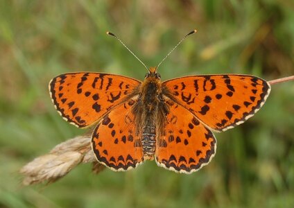 Nymphalidae-Nymphalinae-Melitaeini-Melitaea didyma, Gagnières, DSC_0680