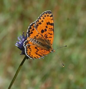 Nymphalidae-Nymphalinae-Melitaeini-Melitaea didyma, Gagnières, DSC_0691a