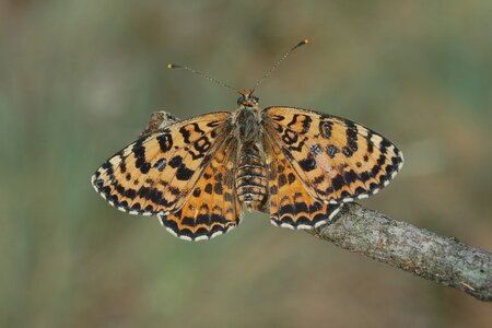 Nymphalidae-Nymphalinae-Melitaeini-Melitaea didyma, Gagnières, DSC_0705