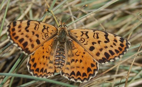 Nymphalidae-Nymphalinae-Melitaeini-Melitaea didyma, Gagnières, DSC_0717