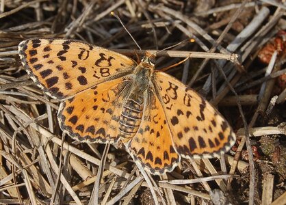 Nymphalidae-Nymphalinae-Melitaeini-Melitaea didyma, Gagnières, DSC_0727