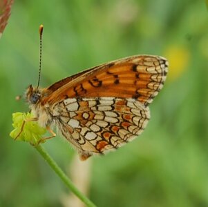 Nymphalidae-Nymphalinae-Melitaeini-Melitaea didyma, Gagnières, DSC_0797A