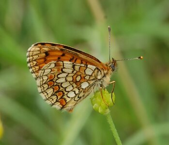 Nymphalidae-Nymphalinae-Melitaeini-Melitaea didyma, Gagnières, DSC_0801A