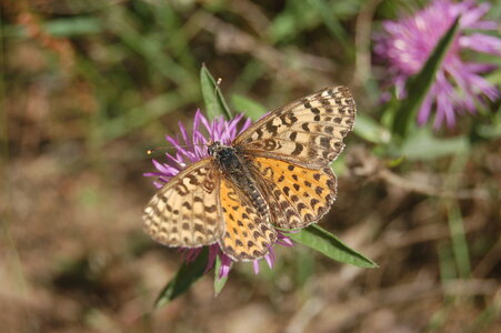 Nymphalidae-Nymphalinae-Melitaeini-Melitaea didyma, Gagnières, DSC_0815