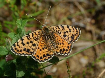 Nymphalidae-Nymphalinae-Melitaeini-Melitaea didyma, Gagnières, DSC_0841A
