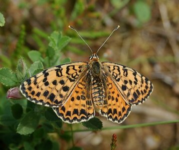 Nymphalidae-Nymphalinae-Melitaeini-Melitaea didyma, Gagnières, DSC_0844A