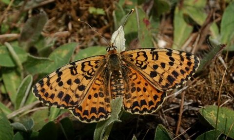 Nymphalidae-Nymphalinae-Melitaeini-Melitaea didyma, Gagnières, DSC_0850A