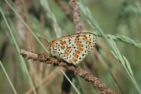 Nymphalidae-Nymphalinae-Melitaeini-Melitaea didyma, Gagnières, DSC_0857